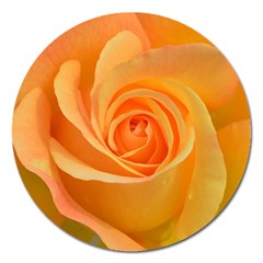 Flower Plant Rose Nature Garden Magnet 5  (round) by Celenk