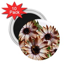 Sun Daisies Leaves Flowers 2 25  Magnets (10 Pack)  by Celenk