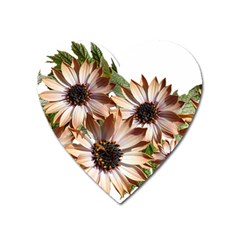 Sun Daisies Leaves Flowers Heart Magnet by Celenk