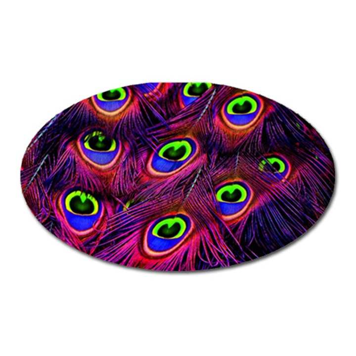 Peacock Feathers Color Plumage Oval Magnet