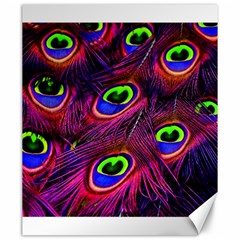 Peacock Feathers Color Plumage Canvas 20  X 24  by Celenk