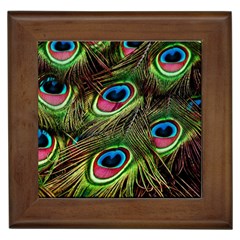 Peacock Feathers Color Plumage Framed Tiles by Celenk