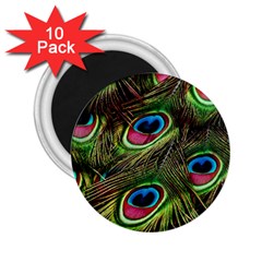 Peacock Feathers Color Plumage 2 25  Magnets (10 Pack)  by Celenk