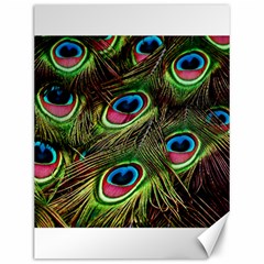 Peacock Feathers Color Plumage Canvas 12  X 16  by Celenk