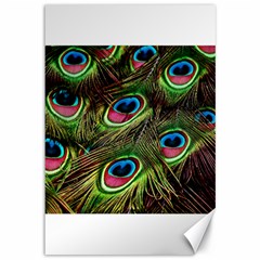 Peacock Feathers Color Plumage Canvas 12  X 18  by Celenk