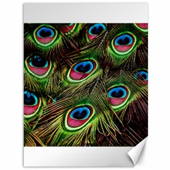 Peacock Feathers Color Plumage Canvas 36  X 48  by Celenk