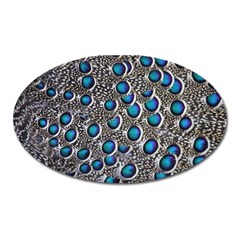 Peacock Pattern Close Up Plumage Oval Magnet