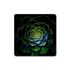 Nature Desktop Flora Color Pattern Square Magnet