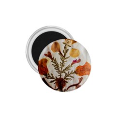 Holy Land Flowers 13 1.75  Magnets