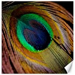 Bird Feather Background Nature Canvas 20  x 20  19 x19.27  Canvas - 1