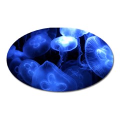 Jellyfish Sea Diving Sea Animal Oval Magnet by Sapixe