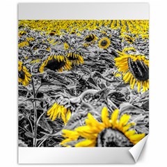 Sunflower Field Girasol Sunflower Canvas 11  X 14  by Sapixe