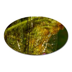 Dragonfly Dragonfly Wing Close Up Oval Magnet by Sapixe