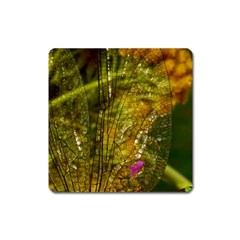 Dragonfly Dragonfly Wing Close Up Square Magnet by Sapixe