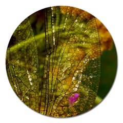 Dragonfly Dragonfly Wing Close Up Magnet 5  (round) by Sapixe