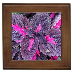 Beefsteak Plant Perilla Frutescens Framed Tiles by Sapixe