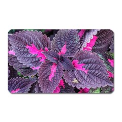 Beefsteak Plant Perilla Frutescens Magnet (rectangular)