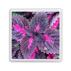 Beefsteak Plant Perilla Frutescens Memory Card Reader (square) by Sapixe