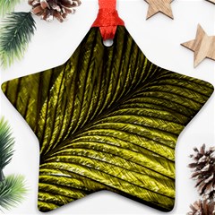 Feather Macro Bird Plumage Nature Ornament (star)