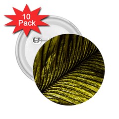 Feather Macro Bird Plumage Nature 2 25  Buttons (10 Pack)  by Sapixe