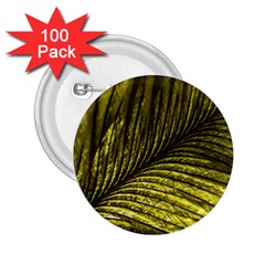 Feather Macro Bird Plumage Nature 2 25  Buttons (100 Pack)  by Sapixe