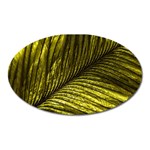 Feather Macro Bird Plumage Nature Oval Magnet Front