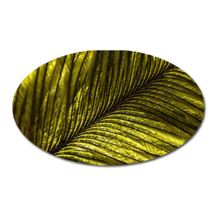 Feather Macro Bird Plumage Nature Oval Magnet