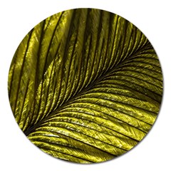 Feather Macro Bird Plumage Nature Magnet 5  (round) by Sapixe