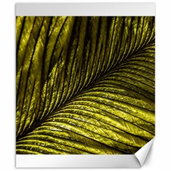 Feather Macro Bird Plumage Nature Canvas 20  X 24  by Sapixe