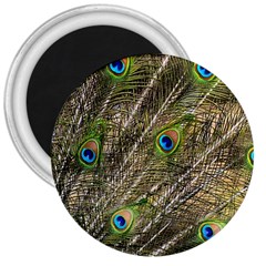 Peacock Feathers Color Plumage Green 3  Magnets by Sapixe