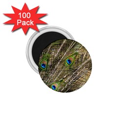 Peacock Feathers Color Plumage Green 1 75  Magnets (100 Pack)  by Sapixe