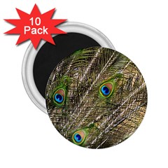 Peacock Feathers Color Plumage Green 2 25  Magnets (10 Pack)  by Sapixe