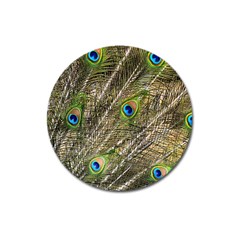 Peacock Feathers Color Plumage Green Magnet 3  (round) by Sapixe