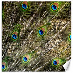 Peacock Feathers Color Plumage Green Canvas 16  X 16  by Sapixe