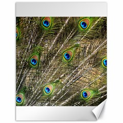 Peacock Feathers Color Plumage Green Canvas 18  X 24  by Sapixe