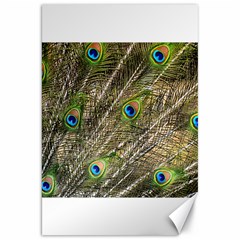 Peacock Feathers Color Plumage Green Canvas 20  X 30  by Sapixe