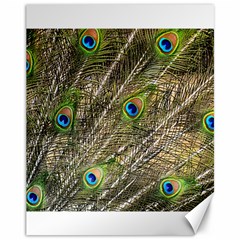 Peacock Feathers Color Plumage Green Canvas 11  X 14  by Sapixe