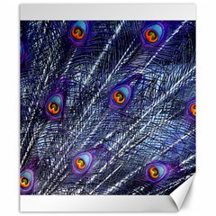 Peacock Feathers Color Plumage Blue Canvas 20  X 24  by Sapixe