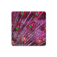 Peacock Feathers Color Plumage Square Magnet by Sapixe