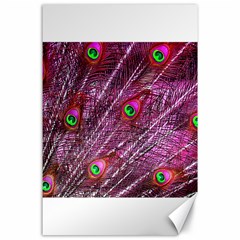 Peacock Feathers Color Plumage Canvas 24  X 36  by Sapixe