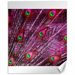 Peacock Feathers Color Plumage Canvas 11  X 14  by Sapixe