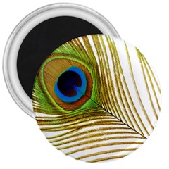 Peacock Feather Plumage Colorful 3  Magnets by Sapixe