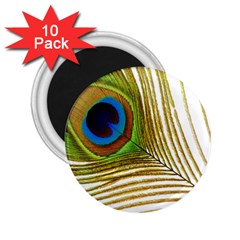 Peacock Feather Plumage Colorful 2 25  Magnets (10 Pack) 