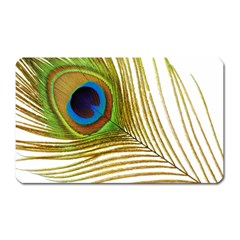 Peacock Feather Plumage Colorful Magnet (rectangular) by Sapixe