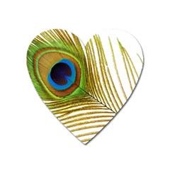 Peacock Feather Plumage Colorful Heart Magnet by Sapixe