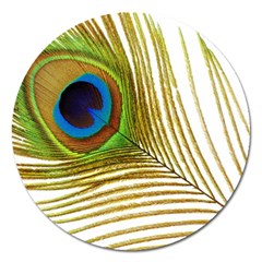 Peacock Feather Plumage Colorful Magnet 5  (round) by Sapixe