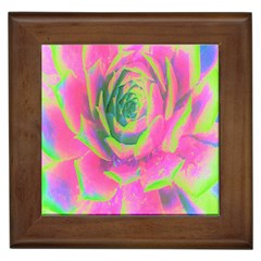 Lime Green And Pink Succulent Sedum Rosette Framed Tiles by myrubiogarden