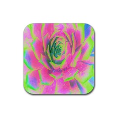 Lime Green And Pink Succulent Sedum Rosette Rubber Coaster (square)  by myrubiogarden