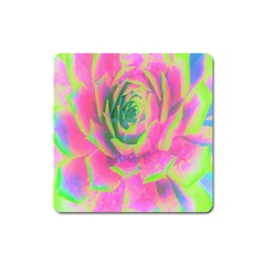 Lime Green And Pink Succulent Sedum Rosette Square Magnet by myrubiogarden