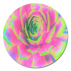 Lime Green And Pink Succulent Sedum Rosette Magnet 5  (round) by myrubiogarden